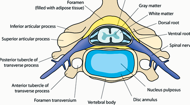 Transcutaneous Electrical Nerve Stimulation in Physical Therapy